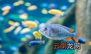 春季养金鱼技巧有哪些，春天金鱼怎么养