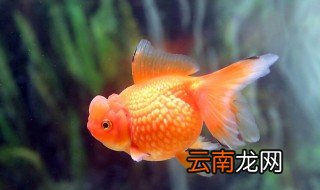 冬季养金鱼技巧有哪些 冬季养小金鱼技巧