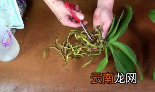 水苔养蝴蝶兰的方法 怎样用水苔养蝴蝶兰