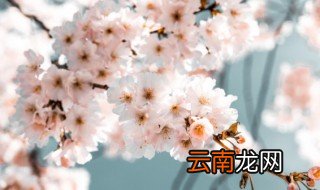 桃花是在什么季节开花的 桃花是什么季节开的花?
