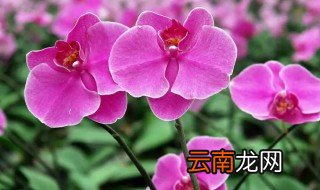开过花的蝴蝶兰还能养么如何养殖