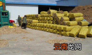 黄储饲料制作方法 玉米秸秆黄储饲料做法分享