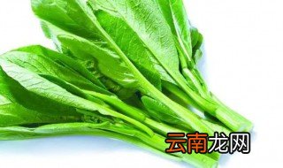 青菜是什么菜 青菜简单介绍