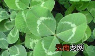 三叶草什么时候开花 三叶草多长时间开花