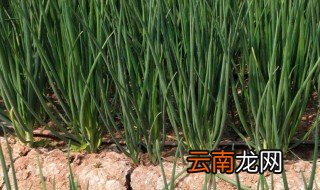 什么是火葱 火葱简单介绍