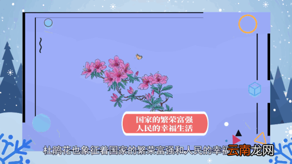 杜鹃花语 杜鹃花语是什么