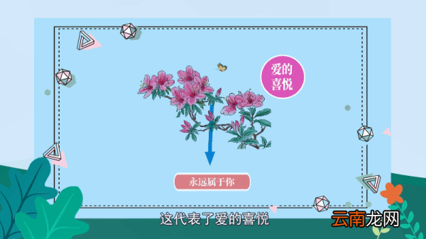 杜鹃花语 杜鹃花语是什么