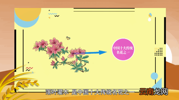 杜鹃花语 杜鹃花语是什么