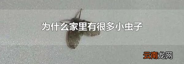 为什么家里有很多小虫子