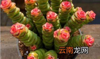 金钱串花卉的养殖方法，钱串花怎样养