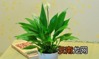 一帆风顺什么时候开花 一帆风顺什么时候开花,花期多长