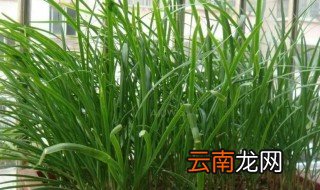 家庭阳台种沙姜的方法 家庭阳台怎么种沙姜