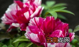 牡丹花的资料有哪些 牡丹花的简介