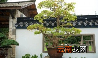 枫树如何养 枫树如何养护