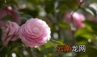 花开头的成语有哪些 花开头的成语举例