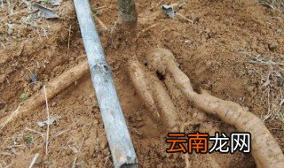 牛大力花期在几月 牛大力什么时候开花