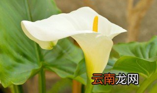 马蹄莲开完花后怎么剪 马蹄莲开花后应该怎么剪