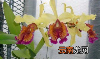 卡特兰花什么时候开花 卡特兰一般什么季节开花