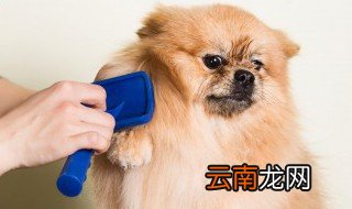 形容动物用毛茸茸还是毛绒绒 动物用毛茸茸还是毛绒绒来形容