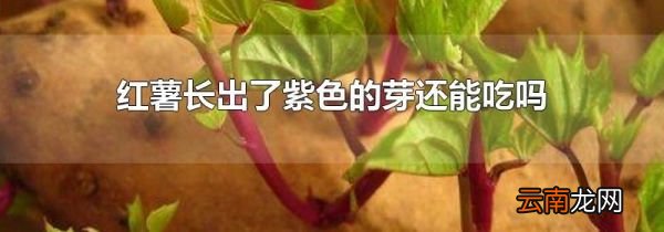 红薯长出了紫色的芽还能吃吗
