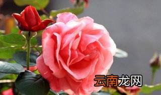 首都北京的市花有哪些 北京市花到底是什么