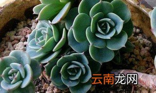玉蝶的冬季养护技巧，玉蝶的养殖方法和注意事项