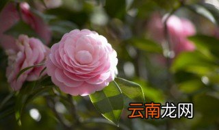 花开得什么填空 花开得什么填空举例