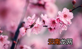 梅花盆景养护技巧有哪些，盆栽梅花的养护