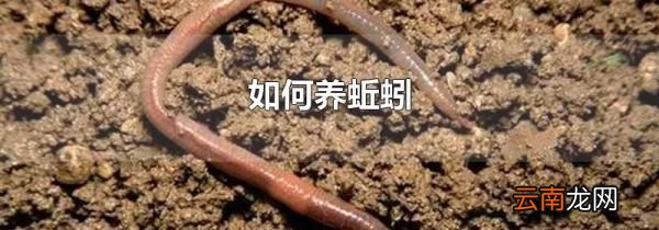 如何养蚯蚓