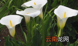 马蹄莲几月开还有花期多长啊 马蹄莲几个月开花