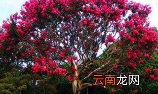百日红花开花后怎么养 百日红花什么时候移栽
