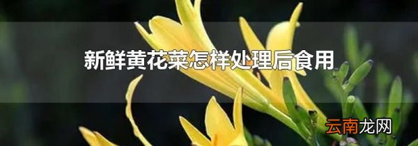 新鲜黄花菜怎样处理后食用