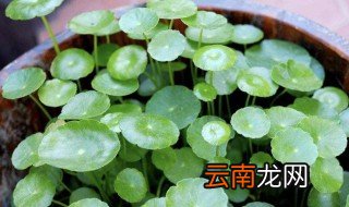 金钱草与铜钱草的区别是什么啊