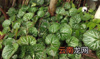 虎耳草可以扦插吗，虎耳草叶插