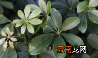 在室内养什么花比较好 室内养什么花合适