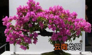 三角梅是什么时候开花 三角梅是什么时候开花的