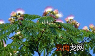 合欢什么时候开花 香水合欢什么时候开花