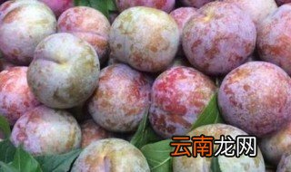 三华李什么时候开花 三华李树什么时候开花