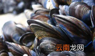 贻贝是海虹吗 贻贝简单介绍