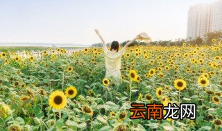 向日葵是什么时候开花，向日葵是什么时候开花的是早上还是晚上