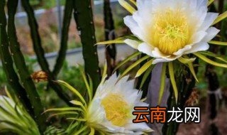霸王花是火龙果的花吗 霸王花是不是火龙果的花