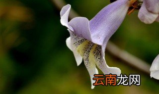 梧桐树什么时候开花，梧桐树什么时候开花什么时候结果