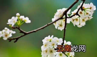 辽宁梨花什么时候开花，辽阳梨花什么时候开