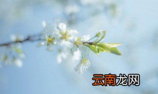 辽宁梨树什么时候开花 辽阳梨花什么时候开花
