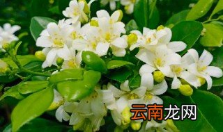 夜来香什么时候开花的，夜来香什么时候开花的,香气