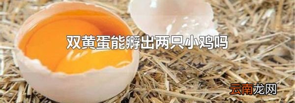 双黄蛋能孵出两只小鸡吗