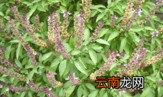 罗勒为什么又叫九层塔 罗勒叫九层塔的原因