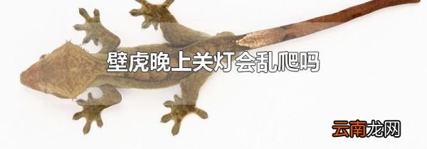 壁虎晚上关灯会乱爬吗
