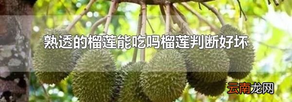 熟透的榴莲能吃吗榴莲判断好坏