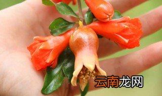 石榴花怎么吃 石榴花吃法
